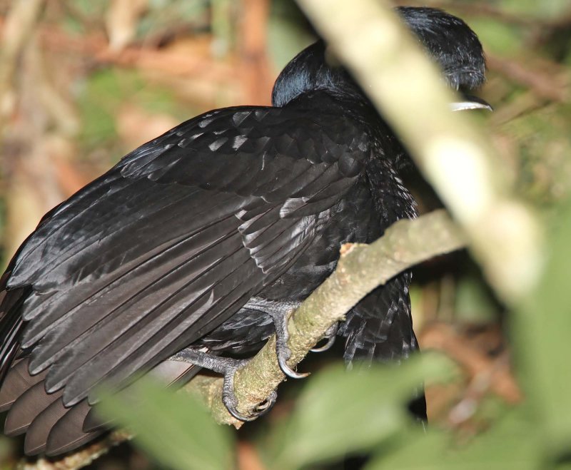 Long-wattled Umbrellabird_5351.jpg