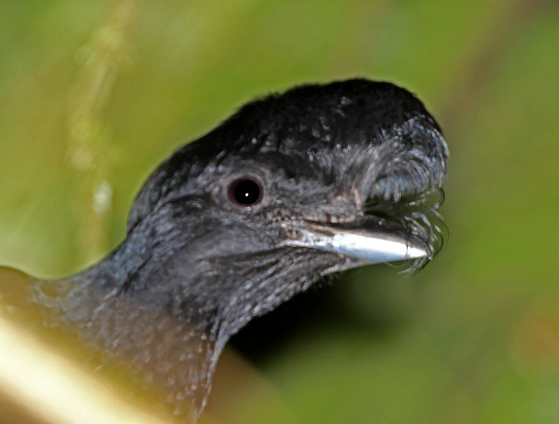 Long-wattled Umbrellabird_5331.jpg