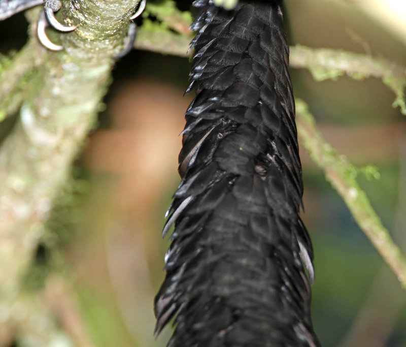 Long-wattled Umbrellabird_5322.jpg
