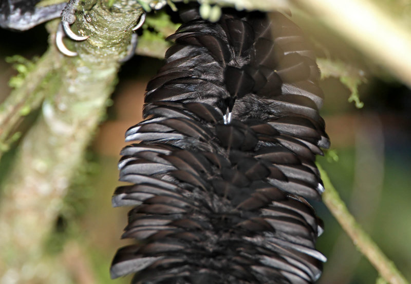 Long-wattled Umbrellabird_5320.jpg