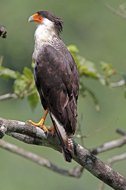 Crested Caracara_5552.jpg