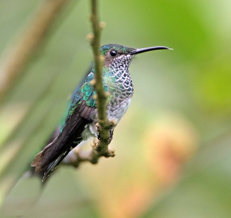 Green-crowned Brilliant - female_5606.jpg
