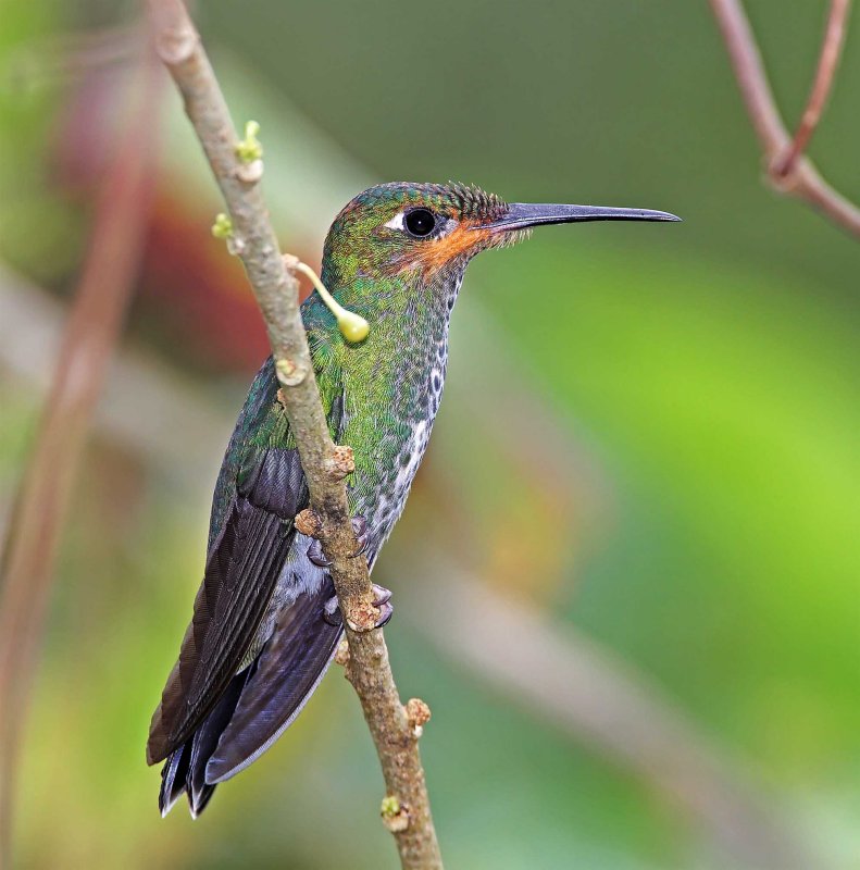 Green-crowned Brilliant - juvenile male_5594.jpg