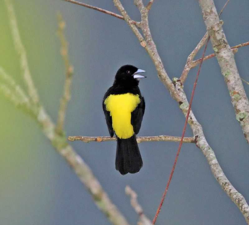 Lemon-rumped Tanager - male_5717.jpg