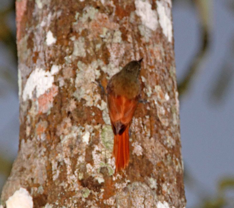 Olivaceous Woodcreeper_5692.jpg