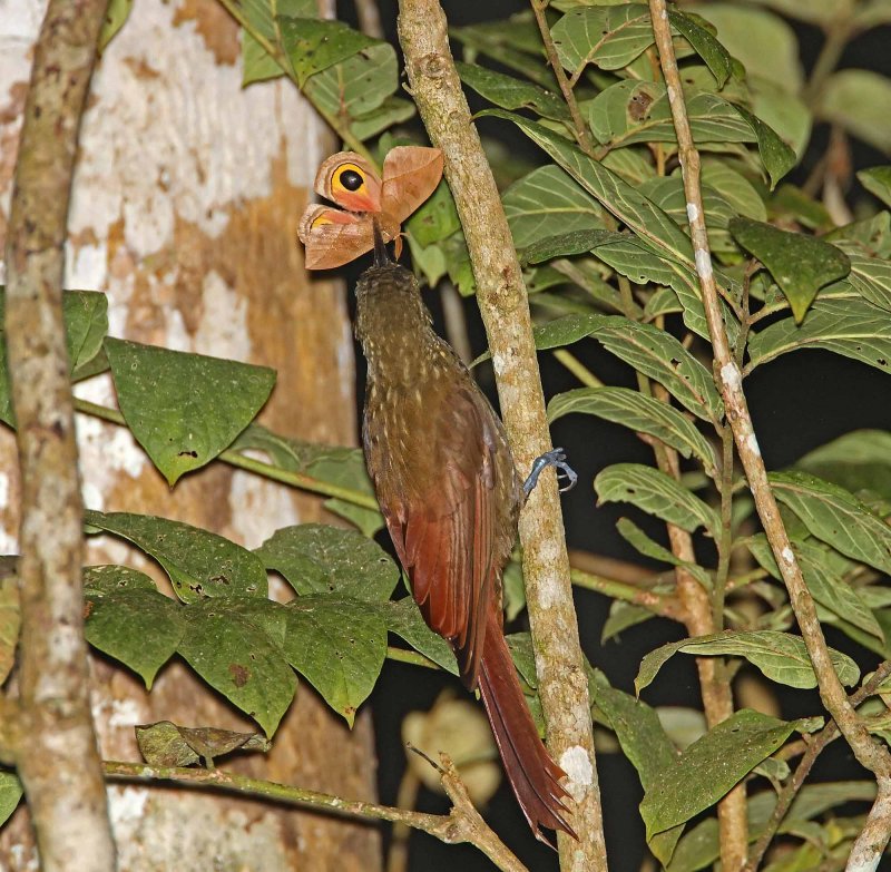 Spotted Woodcreeper_5683.jpg