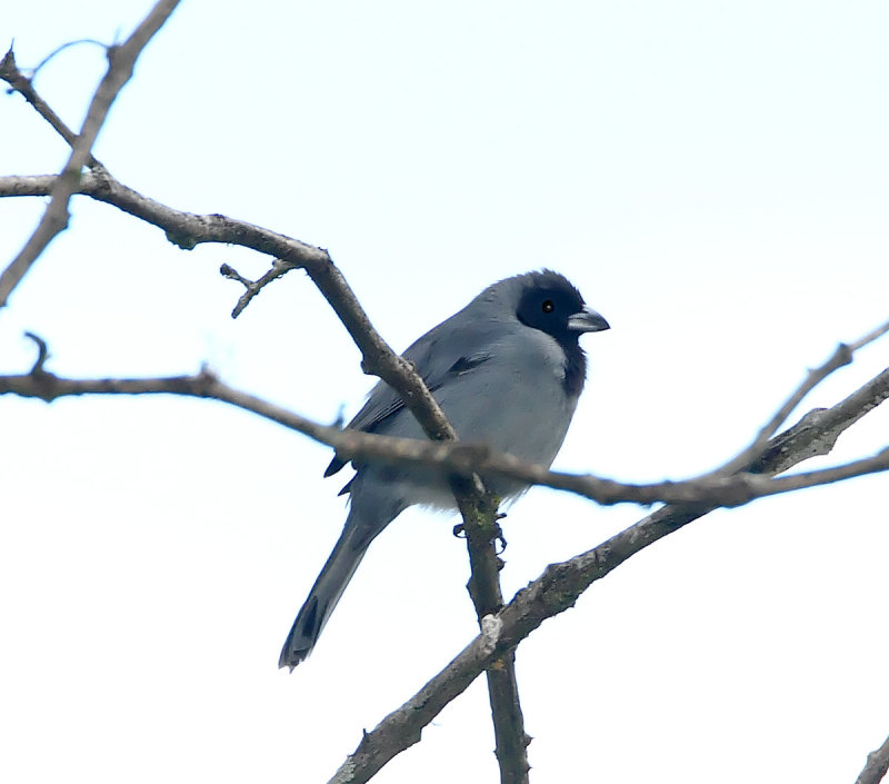 Black-faced Tanager_6477.jpg