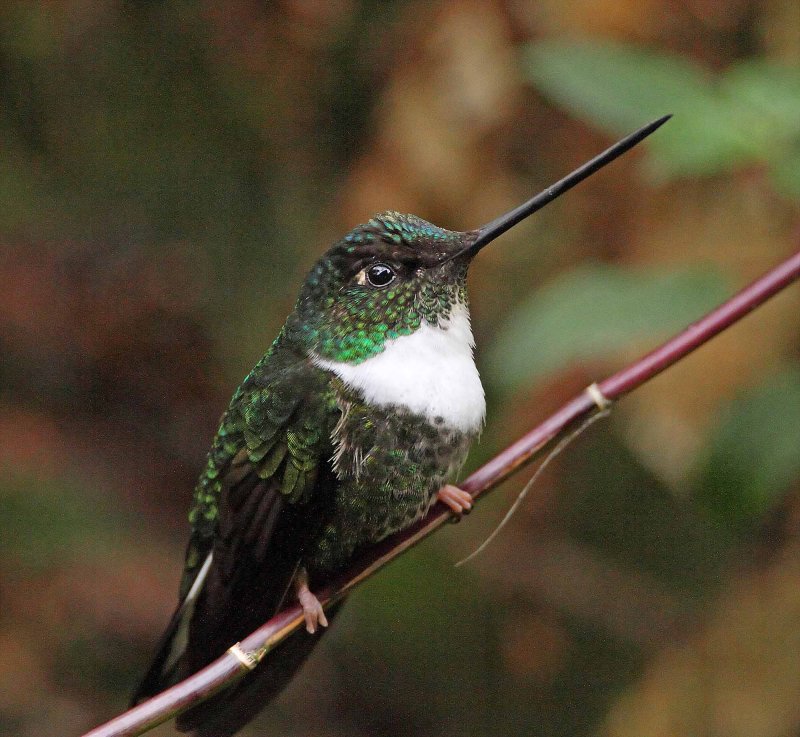 Collared Inca_6170.jpg