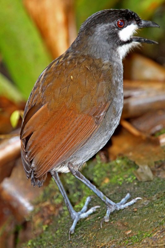 Jocotoco Antpitta_6091.jpg