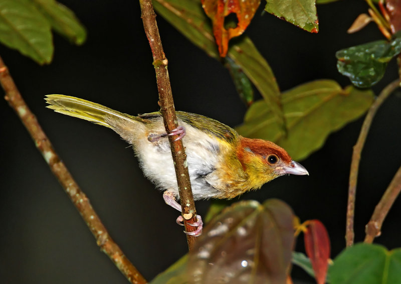 Rufous-browed Peppershrike_6577.jpg