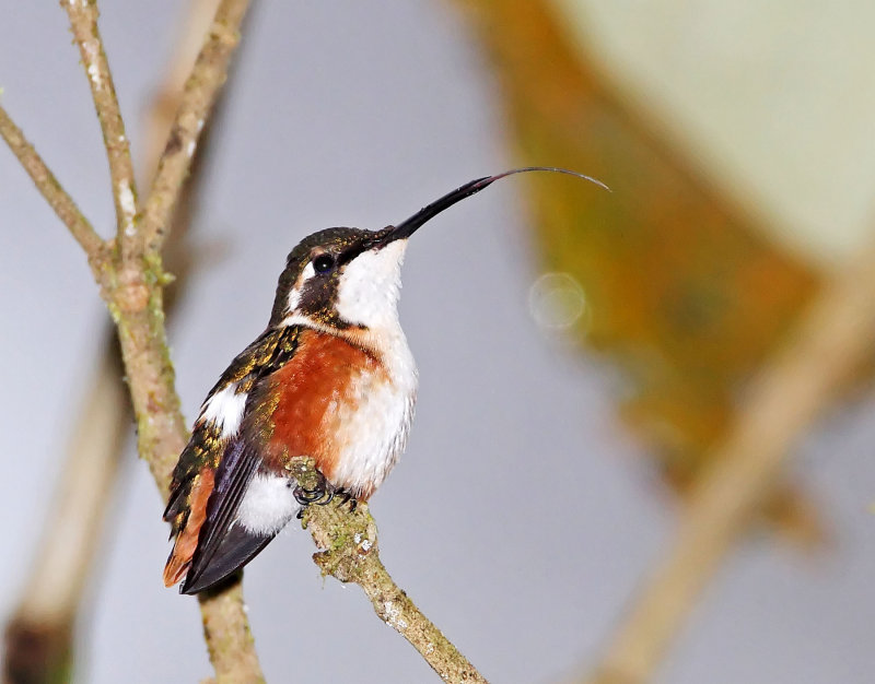 White-bellied Woodstar - female_6275.jpg