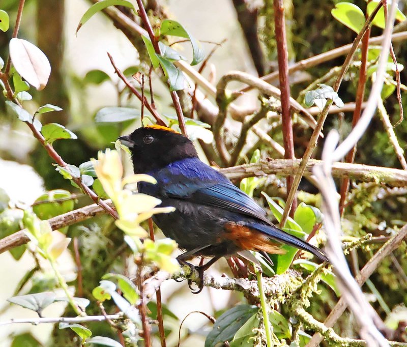 Golden-crowned Tanager_6631.jpg