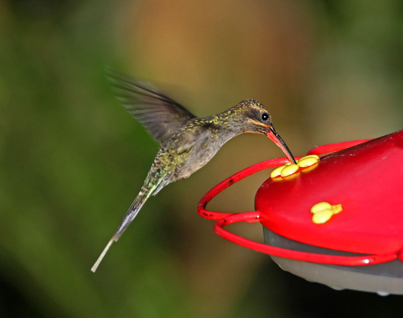 Green Hermit - female_6786.jpg
