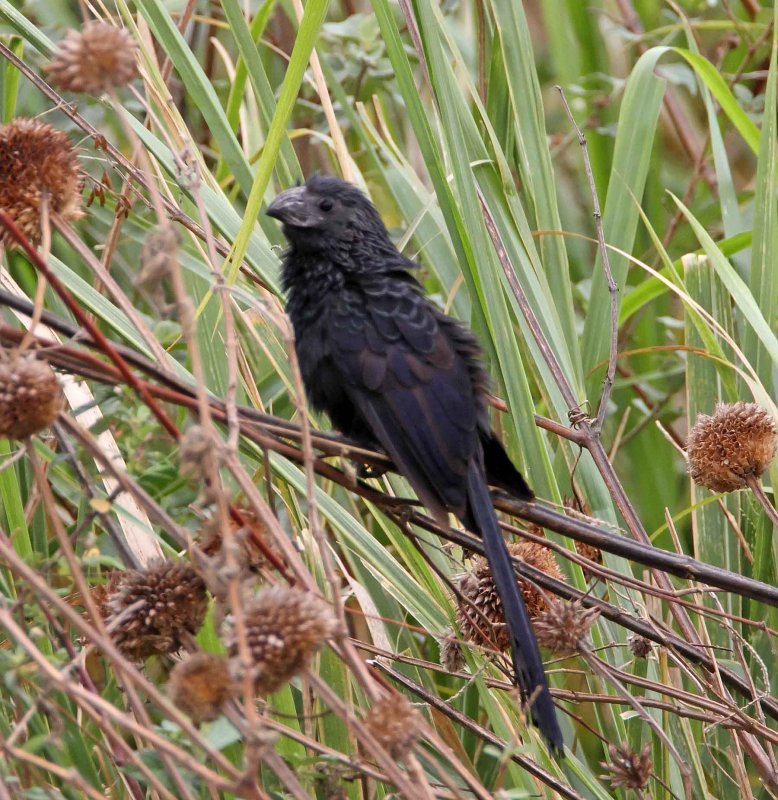 Groove-billed Ani_6650.jpg