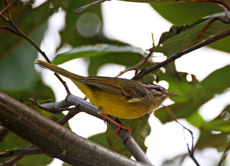Three-banded Warbler_6642.jpg