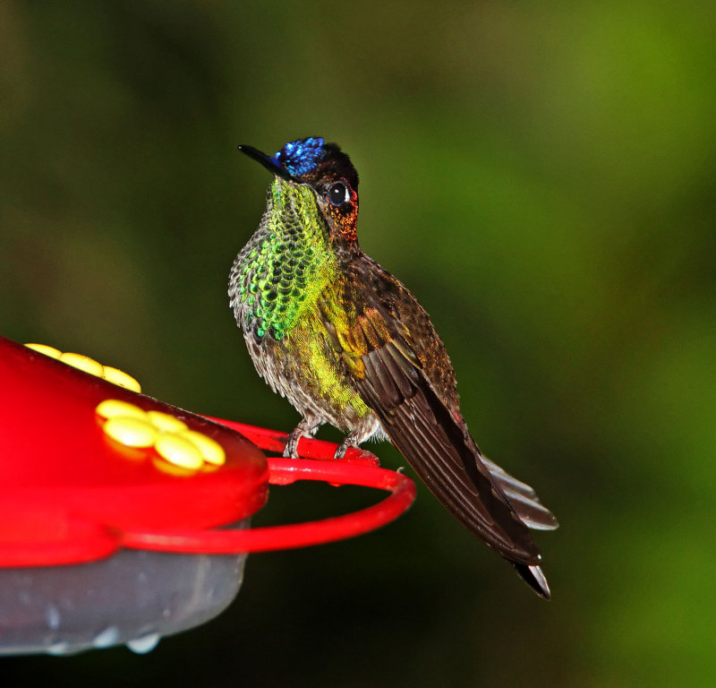 Violet-fronted Brilliant - juvenile male_6842.jpg