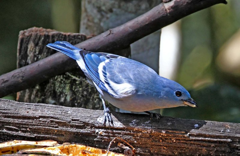 Blue-gray Tanager - eastern_7109.jpg
