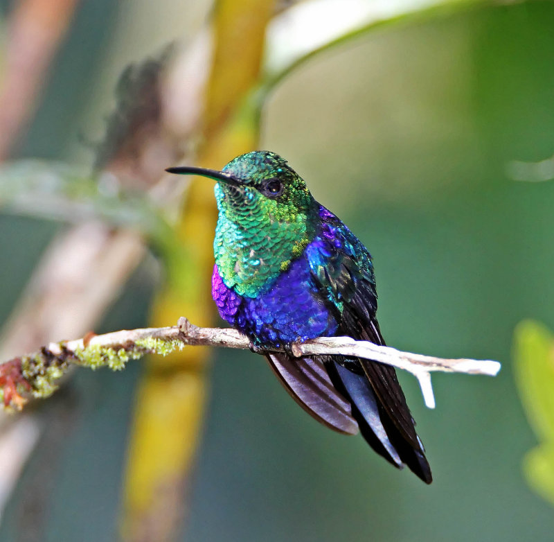 Fork-tailed Woodnymph_7112.jpg