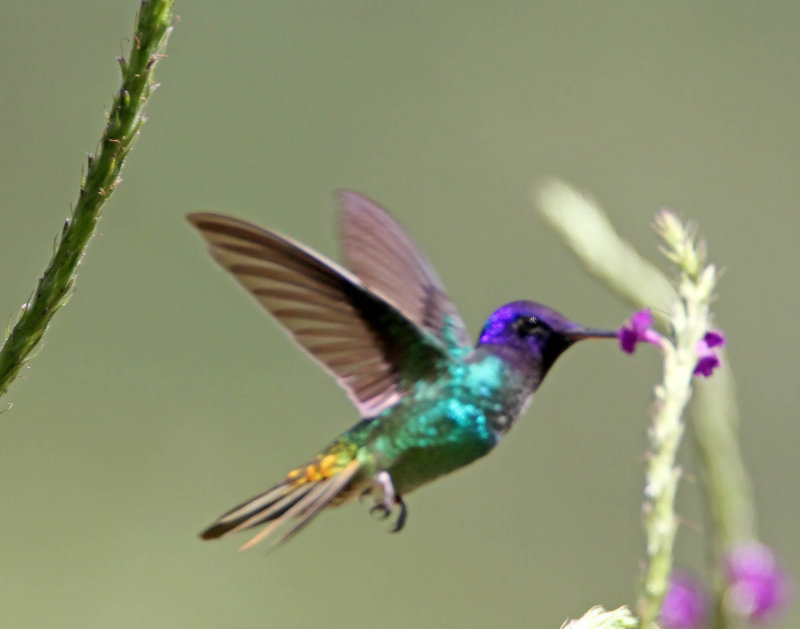 Golden-tailed Sapphire - male_7136.jpg