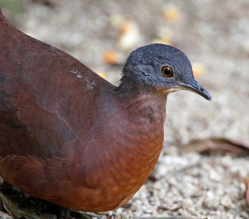 Little Tinamou_7251.jpg