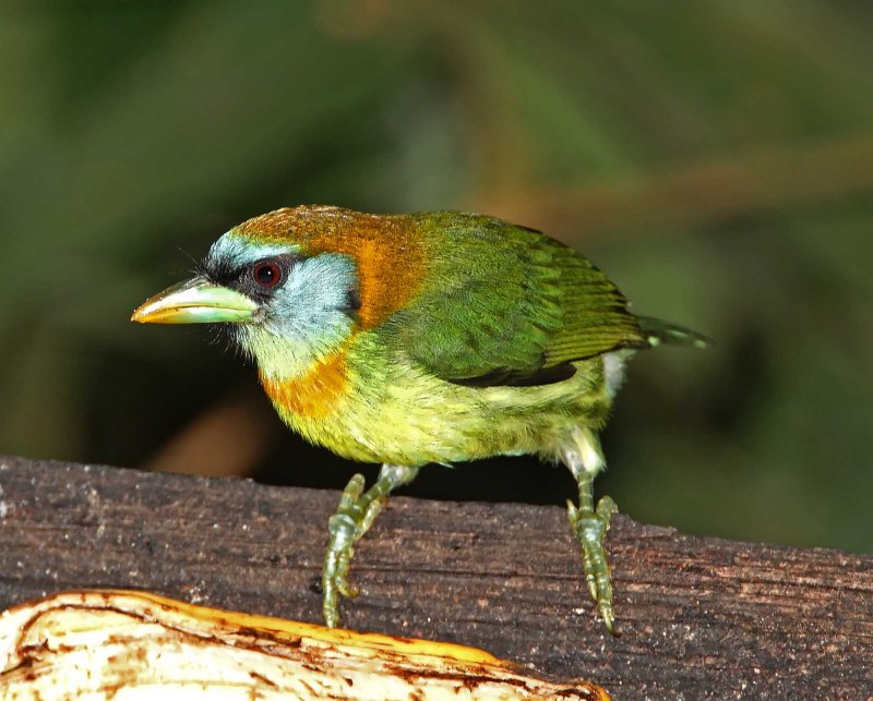 Red-headed Barbet - female_7197.jpg