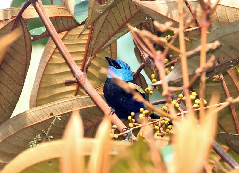Blue-necked Tanager_7350.jpg