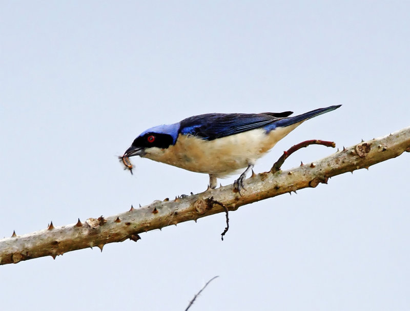 Fawn-breasted Tanager_7582.jpg