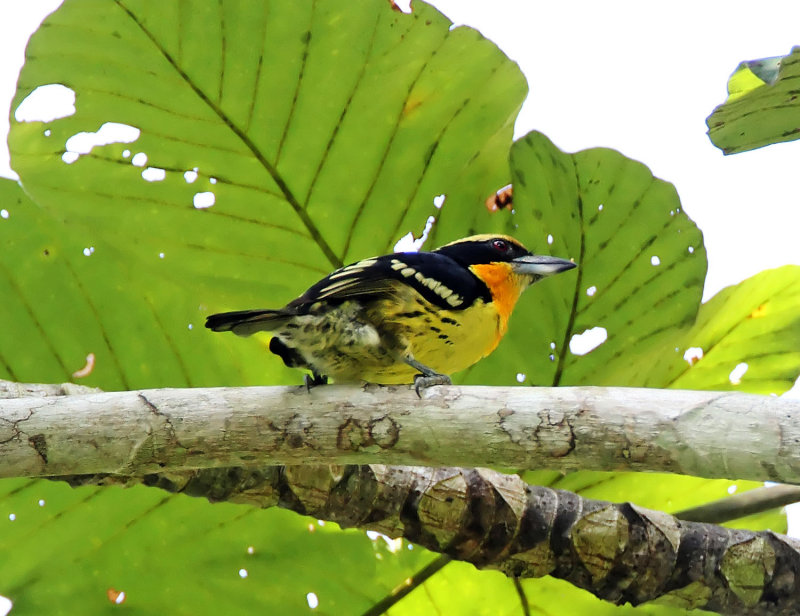Gilded Barbet - male_7660.jpg