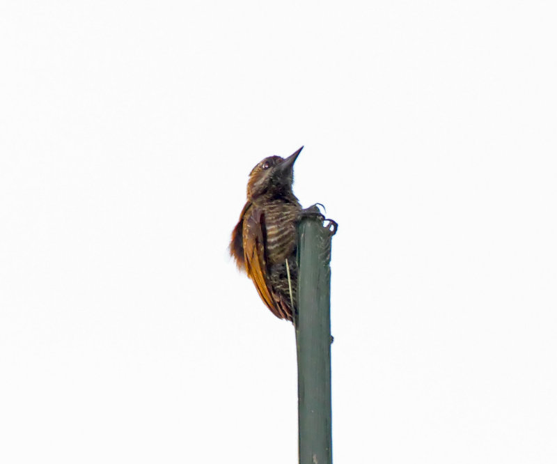 Little Woodpecker - female_7692.jpg