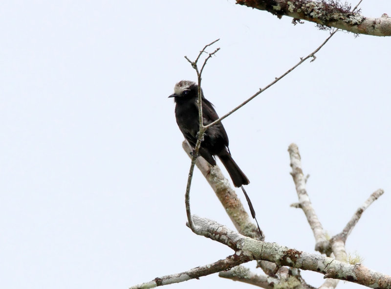 Long-tailed Tyrant_7573.jpg