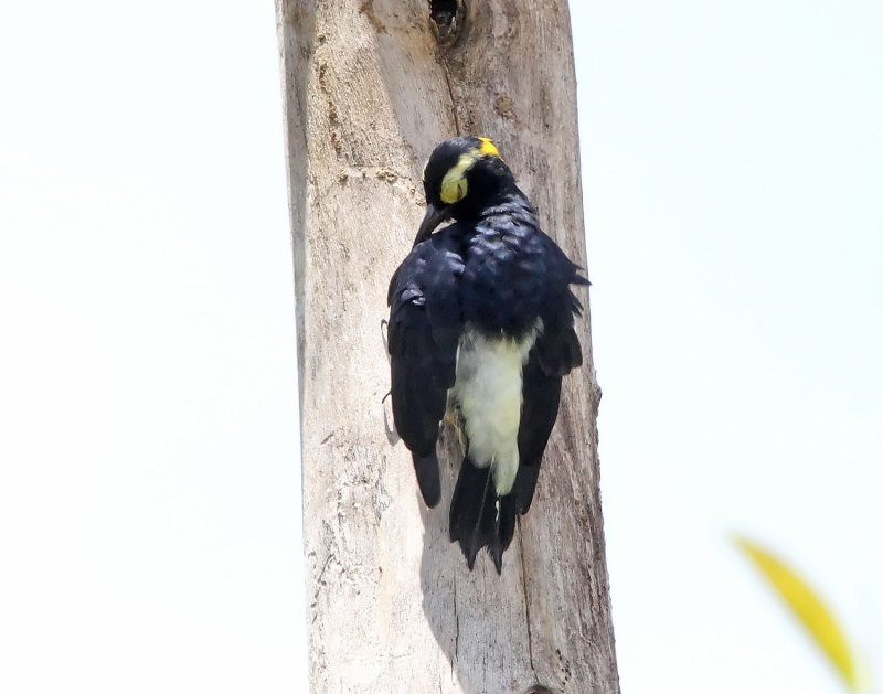 Yellow-tufted Woodpecker - female_7555.jpg