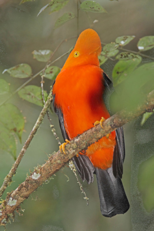 Andean Cock-of-the-Rock - male_7797.jpg