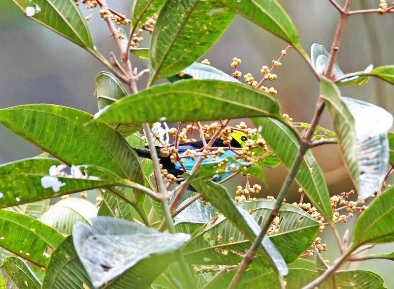 Paradise Tanager_7822.jpg