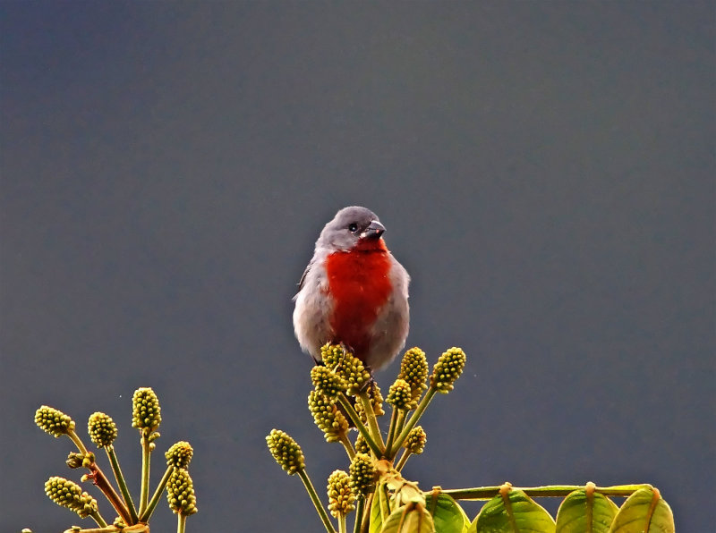 Chestnut-bellied Seedeater - male_7721.jpg