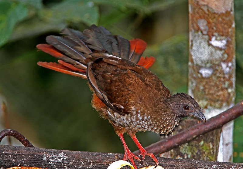 Speckled Chachalaca_7472.jpg