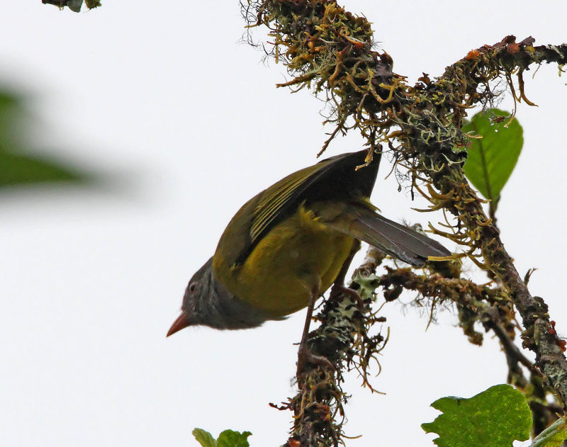 Gray-hooded Bush-Tanager_6302.jpg