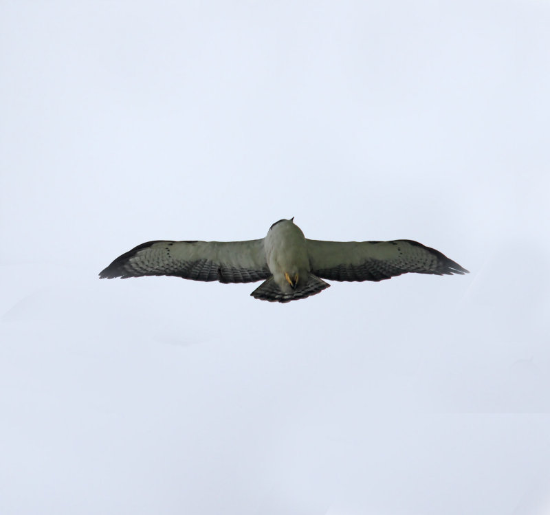 Grey-backed Hawk_5171.jpg