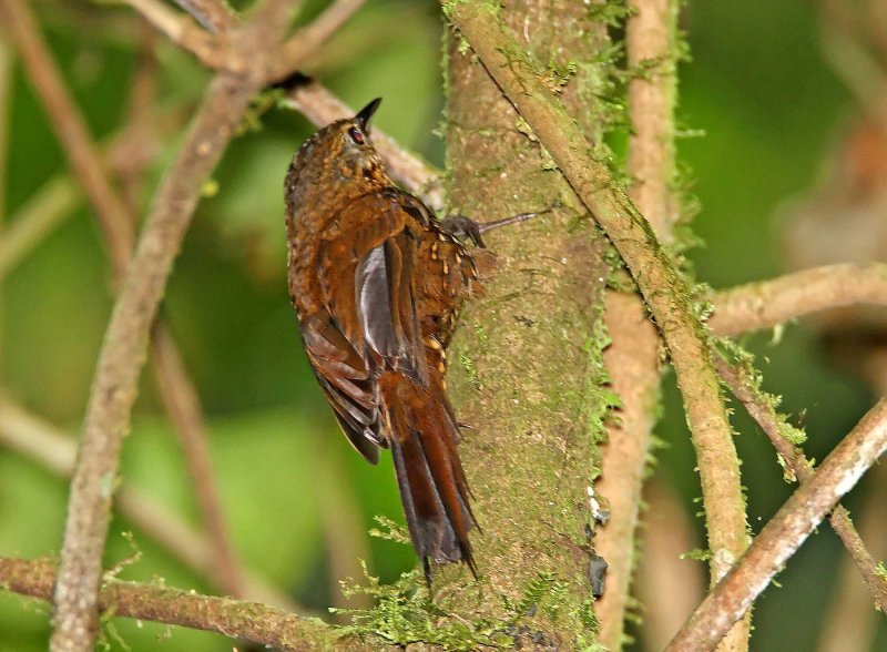 Duida Woodcreeper_6912.jpg