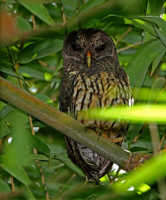 Mottled Owl_9044.jpg