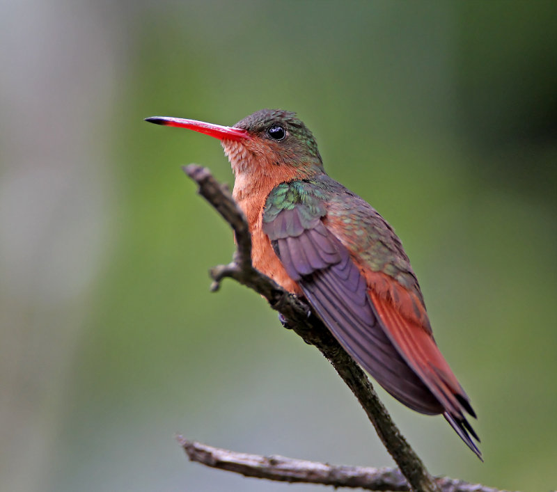 Cinnamon Hummingbird_9204.jpg