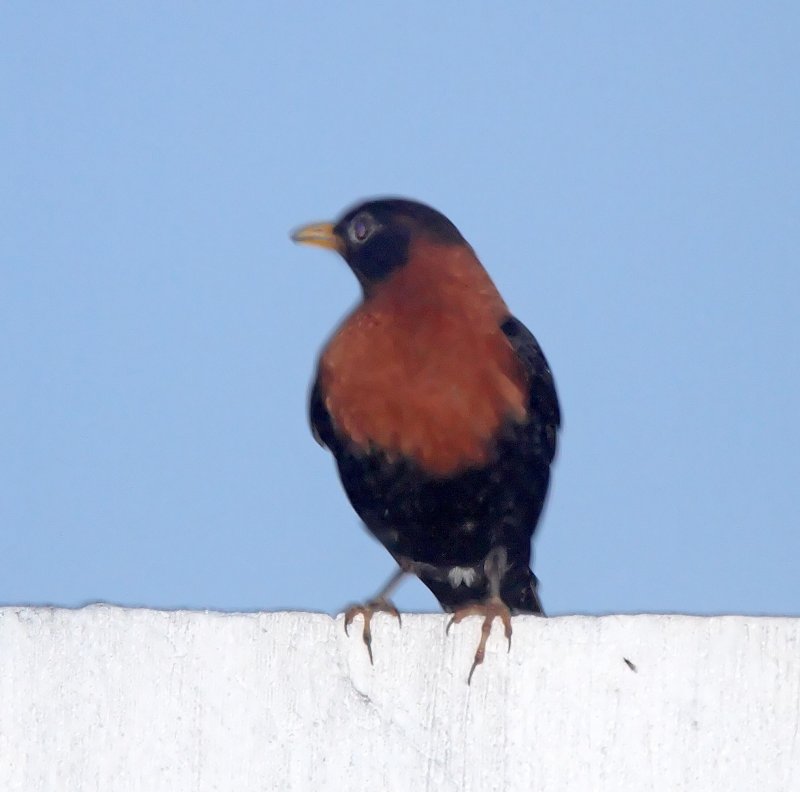 Rufous-collared Thrush - male_7920.jpg