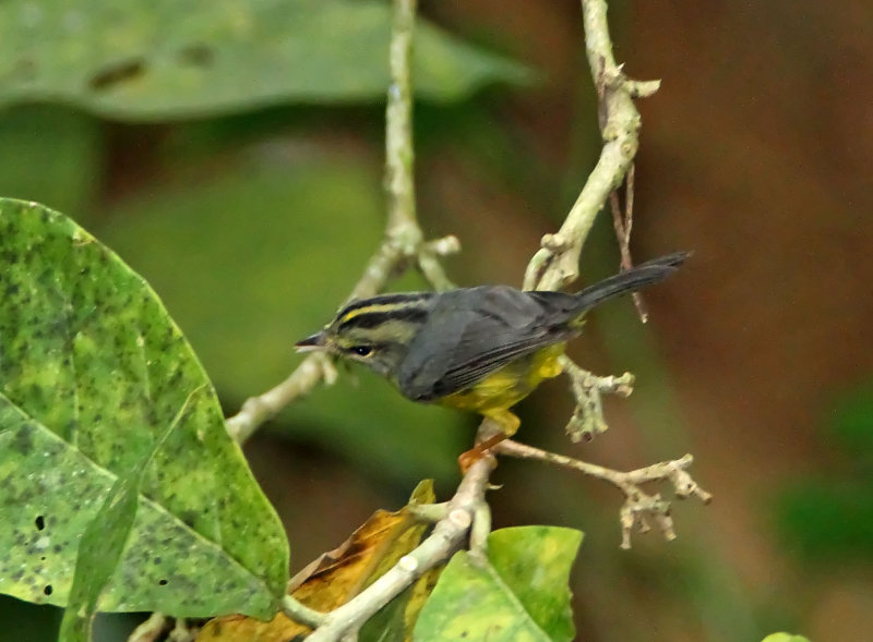 Golden-crowned Warbler_9355.jpg