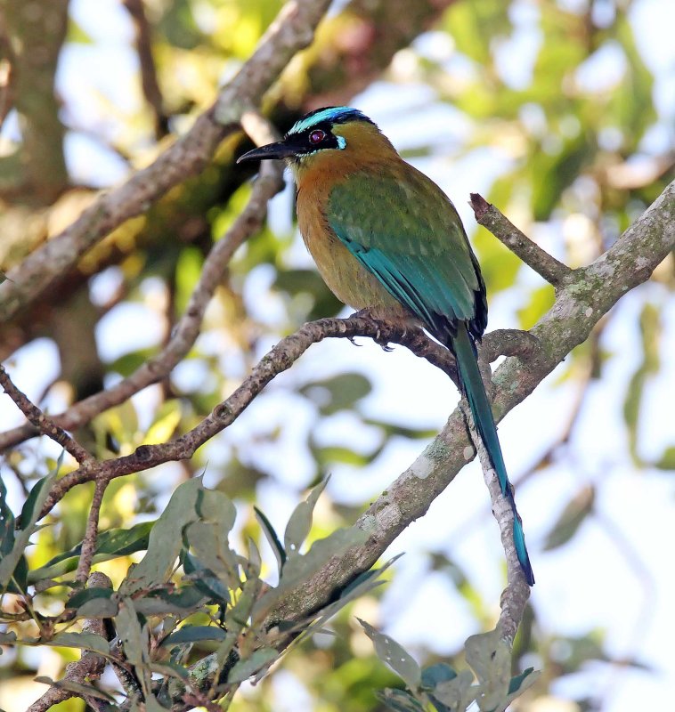 Lessons Motmot_0067.jpg