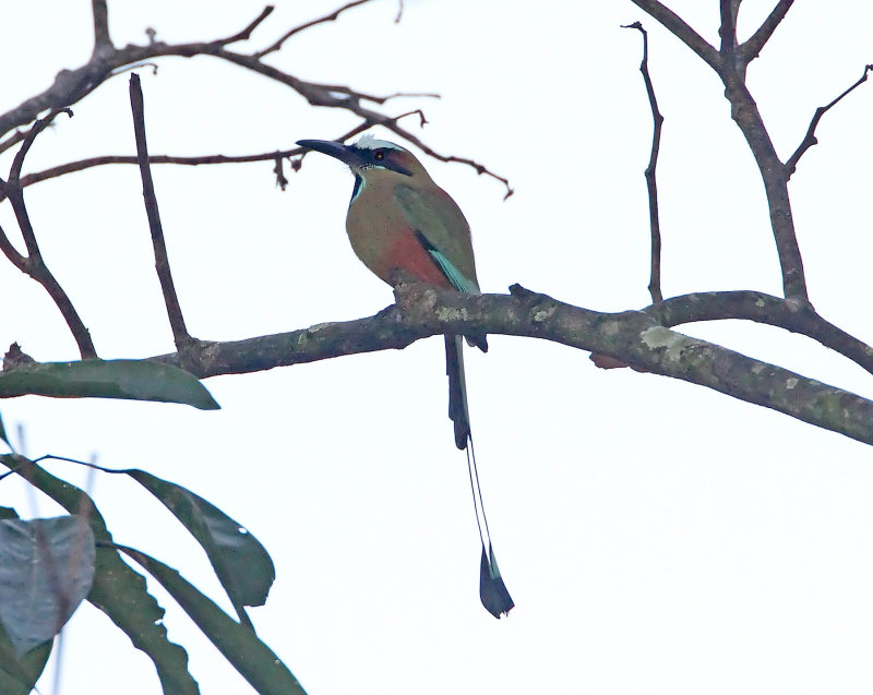 Turquoise-browed Motmot_9986.jpg