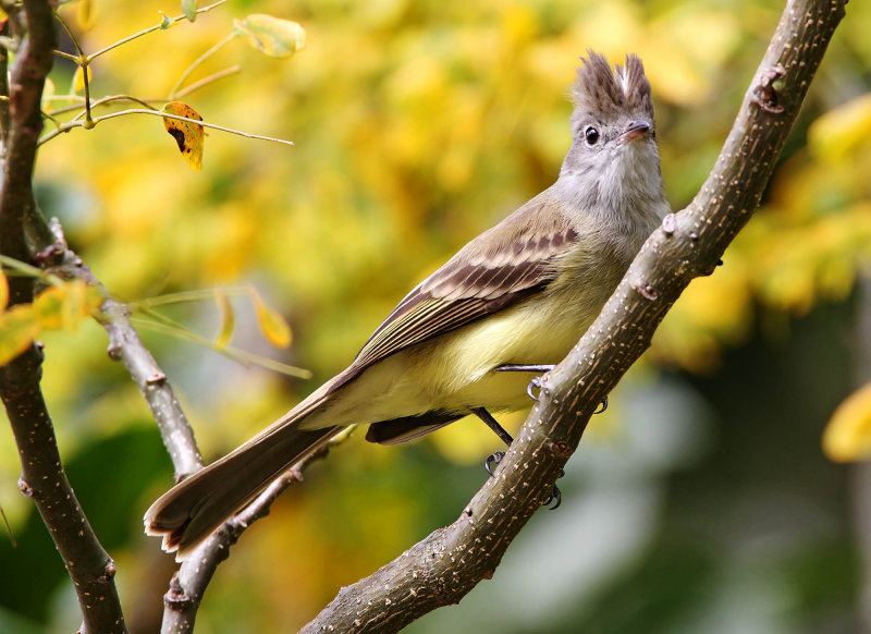Yellow-bellied Elaenia_8507.jpg