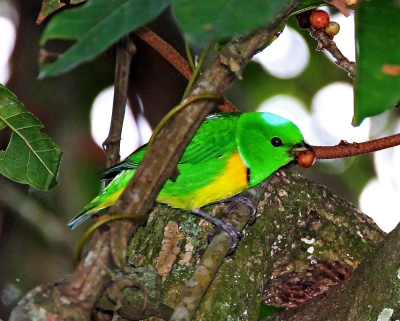 Blue-crowned Chlorophonia - male_8824.jpg