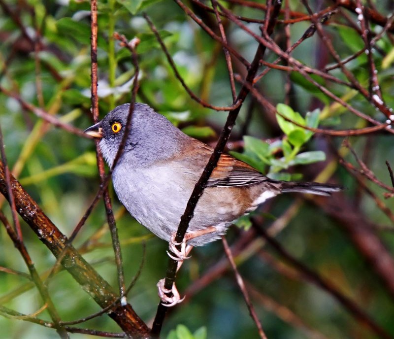 Yellow-eyed Junco_7983.jpg