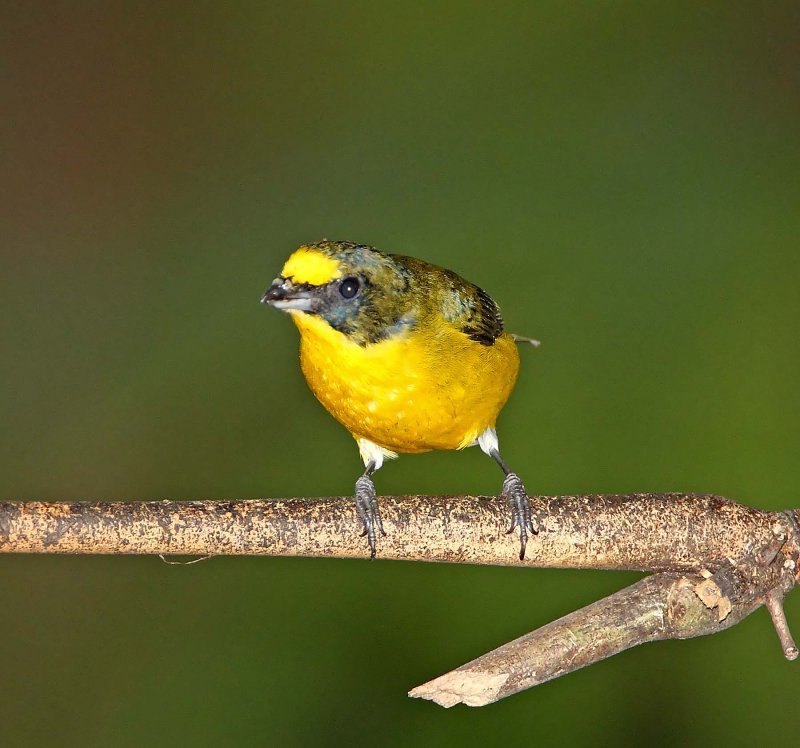 Yellow-throated Euphonia -  juvie male_9323.jpg
