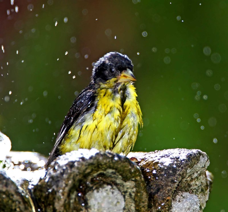 Lesser Goldfinch - male_8351.jpg
