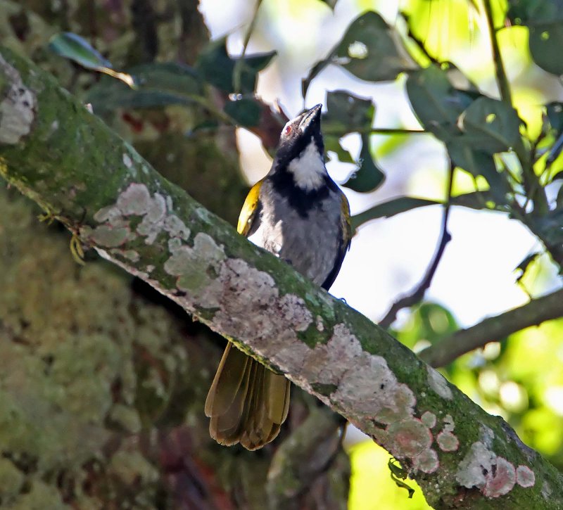 Black-headed Saltator_0053.jpg